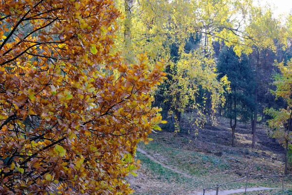 Jesienny Kolorowy Park Krajobrazowy Drzewami Krzewami Jasnymi Kolorowymi Liśćmi Tle — Zdjęcie stockowe