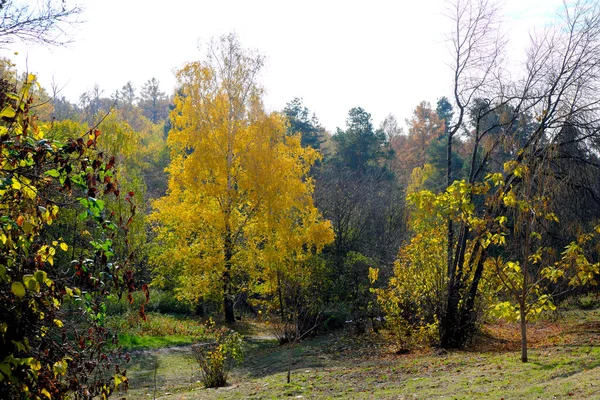 Outono Parque Paisagístico Colorido Com Árvores Arbustos Com Folhas Coloridas — Fotografia de Stock