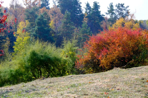 Herbst Farbenfroher Landschaftspark Mit Bäumen Und Sträuchern Mit Leuchtend Bunten — Stockfoto