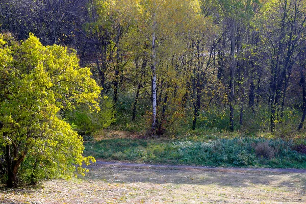 Podzim Barevný Krajinný Park Stromy Keři Jasnými Barevnými Listy Proti — Stock fotografie