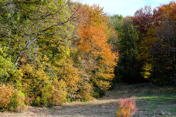 Autumn Colorful Landscape Park Trees Bushes Bright Colorful Leaves Blue — Stock Photo, Image