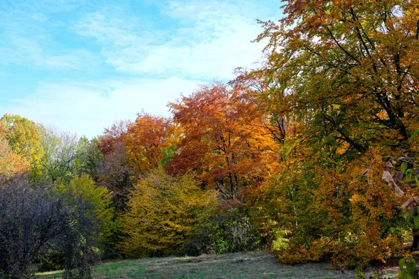 Jesienny Kolorowy Park Krajobrazowy Drzewami Krzewami Jasnymi Kolorowymi Liśćmi Tle — Zdjęcie stockowe