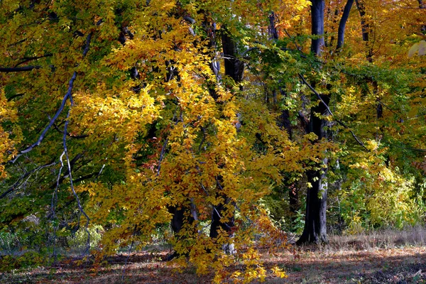 Herbst Farbenfroher Landschaftspark Mit Bäumen Und Sträuchern Mit Leuchtend Bunten — Stockfoto