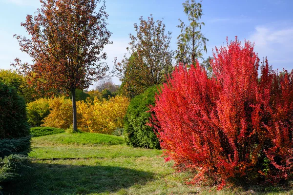 Осенний Красочный Ландшафтный Парк Деревьями Кустами Яркими Красочными Листьями Фоне — стоковое фото