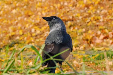 Kuzgun ailesinin sarı düşen sonbahar yapraklarından oluşan arka planda kalan karga yavrusu.