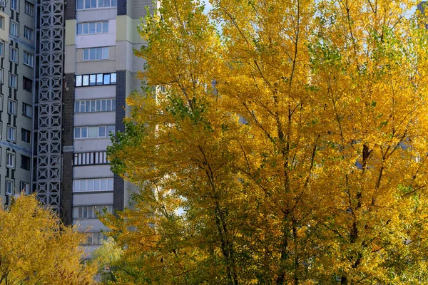 Paisaje Urbano Otoñal Con Hojas Amarillentas Caídas Parque Frente Edificios — Foto de Stock