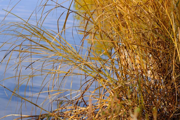 Жовта Осіння Тростина Біля Озера Крупним Планом — стокове фото