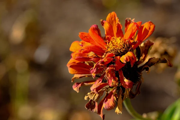 Otoño Marchitas Flores Desapareciendo Una Ciudad Cama Flores Primer Plano — Foto de Stock