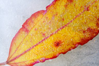 Buzda donmuş sarı-kırmızı yaprak, hava kabarcıklarıyla yakın çekim makro fotoğraf.