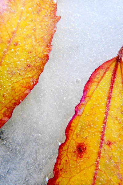 Hoja Amarillo Roja Congelada Hielo Con Burbujas Aire —  Fotos de Stock