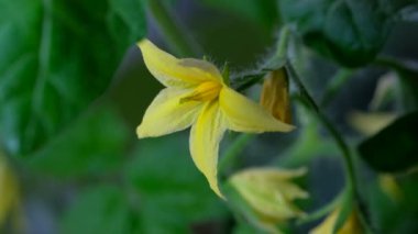 Pencere kenarında büyüyen kapalı alan bitkisi domatesleri yakın plan video kliplerinde.