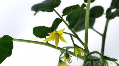 Pencere kenarında büyüyen kapalı alan bitkisi domatesleri yakın plan video kliplerinde.