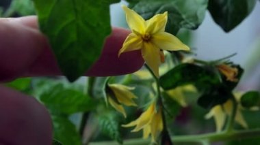 Pencere kenarında büyüyen kapalı alan bitkisi domatesleri yakın plan video kliplerinde.