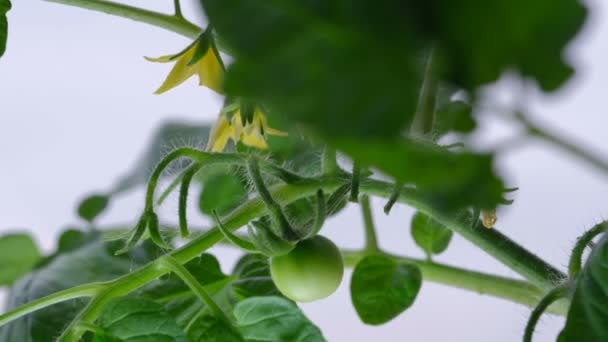 Inomhus Växt Dvärg Tomat Växer Ett Fönsterbräde Blomma Kruka Videoklipp — Stockvideo