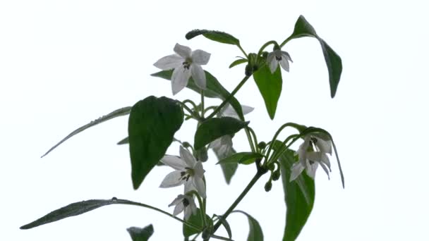 Indoor Plant Dwarf Hot Pepper Blooms Windowsill Flower Pot Video — Stock Video