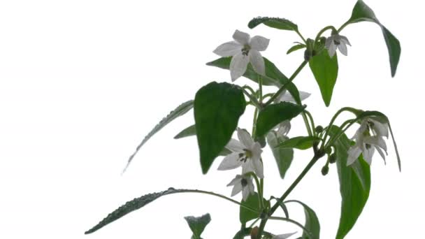 Planta Interior Enana Pimienta Caliente Florece Alféizar Ventana Una Maceta — Vídeo de stock