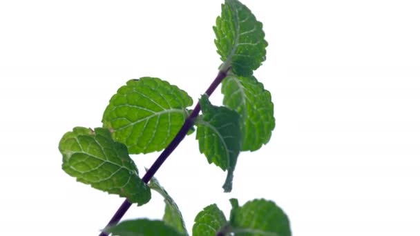 Plante Intérieur Menthe Poivrée Poussant Sur Rebord Fenêtre Dans Pot — Video