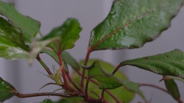 Bir Çiçek Saksısında Büyüyen Sudan Gülü Kapalı Alanda Bir Dalın — Stok video