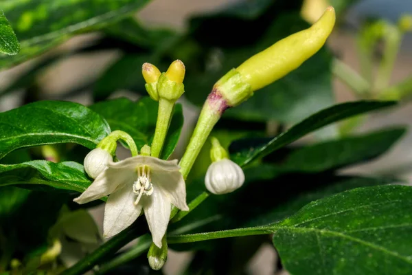 Fiore Bianco Pepe Amaro Caldo Indoor Close Macro Fotografia — Foto Stock