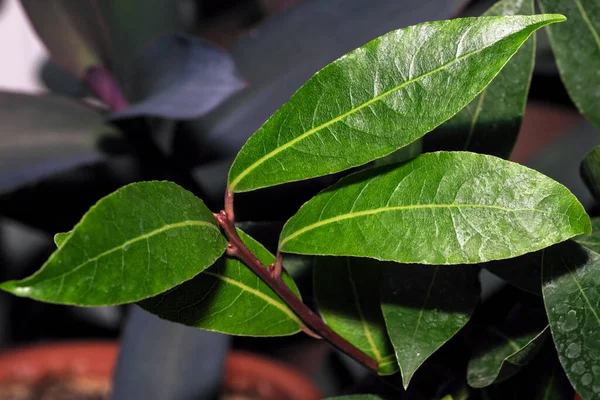 Young Plant Laurel Noble Grows Pot Soil Windowsill City Apartment — Stock Photo, Image