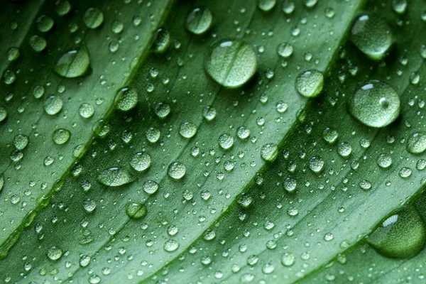 Gotas Água Folha Fresca Verde Perto Macrofotografia — Fotografia de Stock