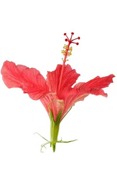 Flor Vermelha Hibisco Sírio Rosa Close Isolado Fundo Branco Macrofotografia — Fotografia de Stock
