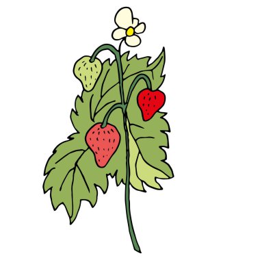 Çilek çalısı, böğürtlenli basit renkli meyve çizimi ve şeffaf arkaplanda yeşil yapraklı bir çiçek.