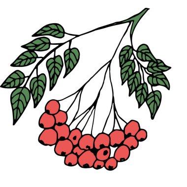 Şeffaf arkaplanda yeşil yapraklı bir rowan dalının basit renkli meyve çizimi