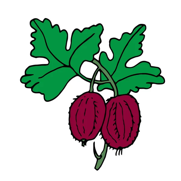 Simple Color Fruit Drawing Red Gooseberry Green Leaf Transparent Background — 图库照片