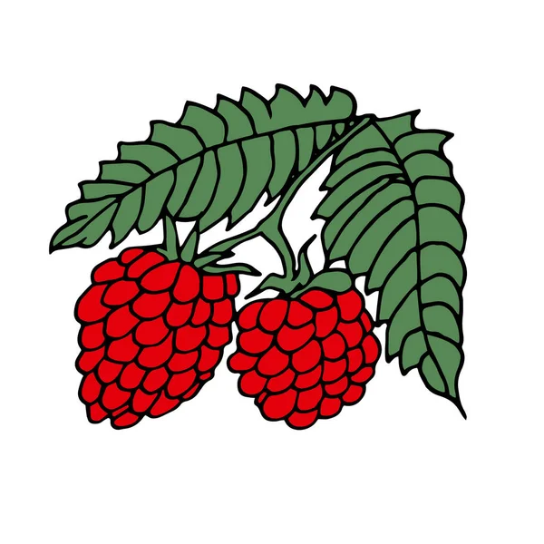 Simple Color Fruit Drawing Red Raspberry Green Leaf Transparent Background — 图库照片