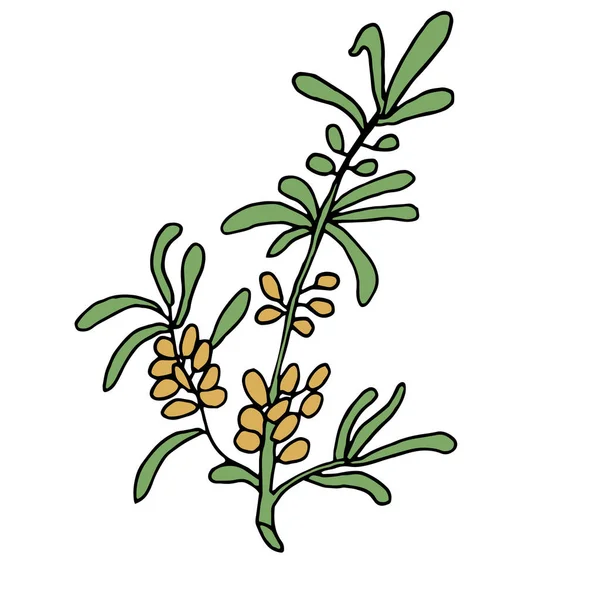 Simple Colored Fruit Drawing Olives Branch Green Leaf Transparent Background — Stockfoto
