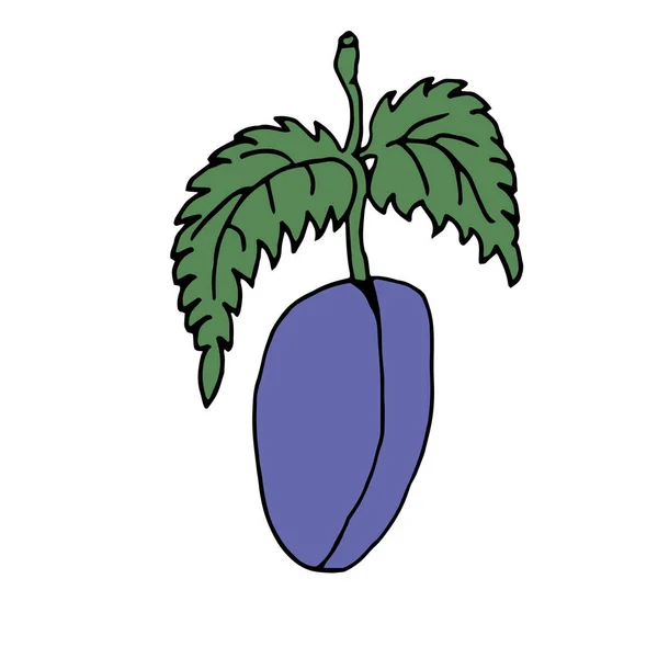 Simple Colored Fruit Drawing Blue Plum Green Leaf Transparent Background — ストック写真