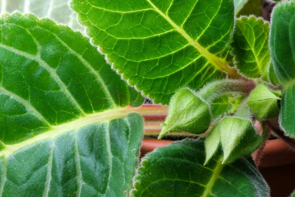 Gloxinia Botões Flores Interiores Folhas Perto — Fotografia de Stock