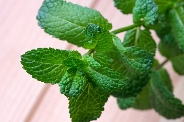 Brin Frais Menthe Parfumée Aux Jeunes Feuilles Vertes Gros Plan — Photo