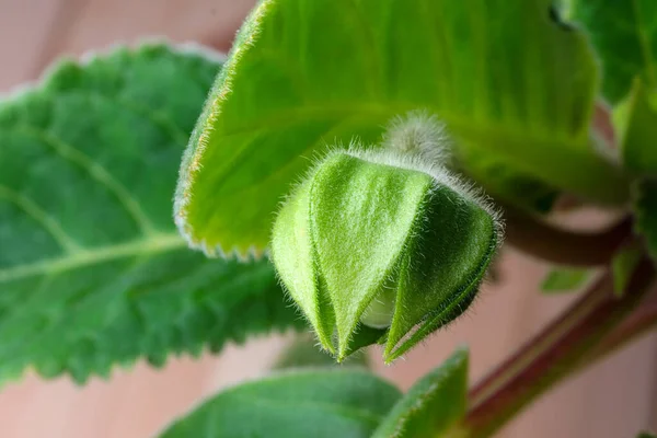 Gloxinia Kapalı Alanda Çiçek Tomurcukları Yapraklar Kapanıyor — Stok fotoğraf