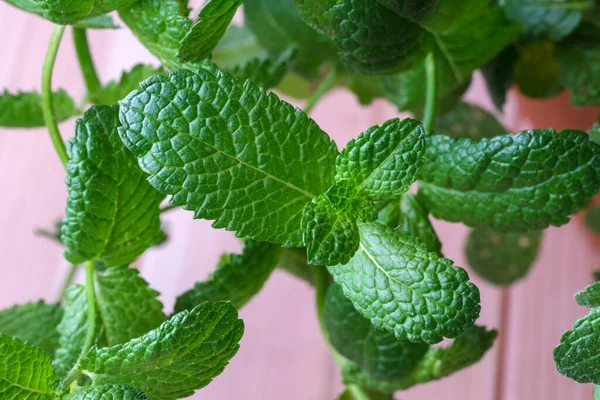 Fresh Sprig Fragrant Mint Young Green Leaves Close — Stock Photo, Image