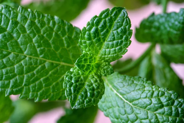 Rígido Fresco Hortelã Perfumada Com Folhas Verdes Jovens Close — Fotografia de Stock