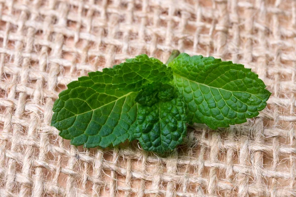 Fresh Sprig Fragrant Mint Young Green Leaves Close — Stock Photo, Image