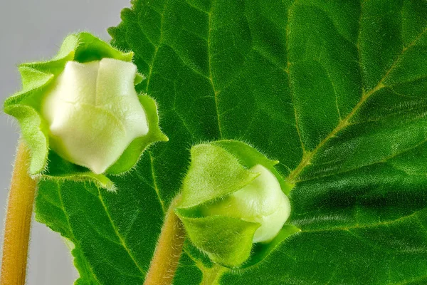 在绿叶特写宏观摄影的背景下 两片金银花芽即将绽放 — 图库照片