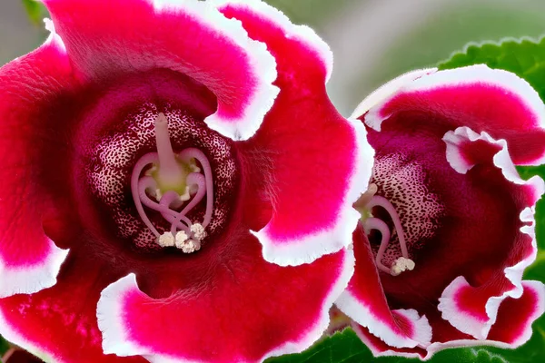 Piros Fehér Szobanövény Gloxinia Virágzik Közelkép Makro Fotózás — Stock Fotó