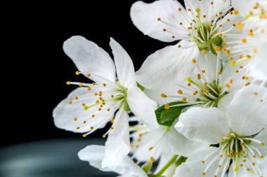 Siyah arka planda beyaz kiraz çiçekleri yakın plan makro fotoğrafçılığı