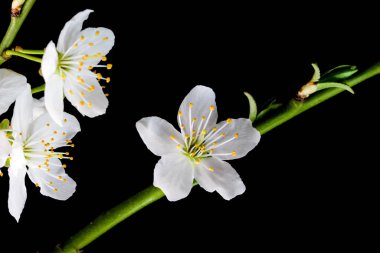 Siyah arka planda beyaz kiraz çiçekleri yakın plan makro fotoğrafçılığı
