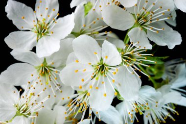 Siyah arka planda beyaz kiraz çiçekleri yakın plan makro fotoğrafçılığı