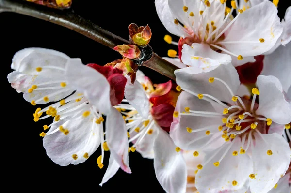 Primavera Branco Rosa Flores Damascos Fundo Preto Close Macrofotografia — Fotografia de Stock