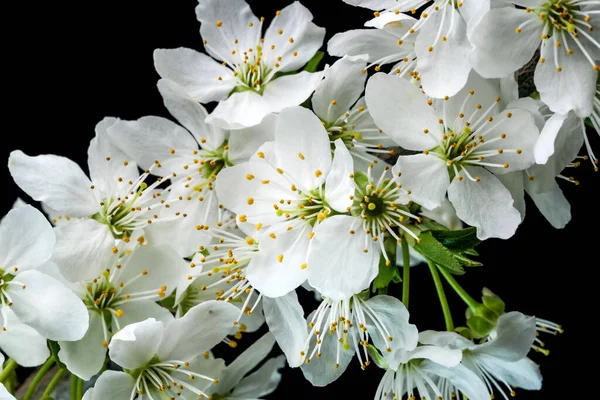 Siyah arka planda beyaz kiraz çiçekleri yakın plan makro fotoğrafçılığı
