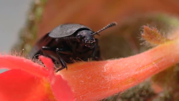 Insect Darkling Beetle Close Red Flower Wiggles Antennae Macro Video — 비디오