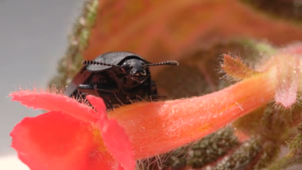 Insekt Mörkare Skalbagge Närbild Röd Blomma Wiggles Antenner Makro Video — Stockvideo