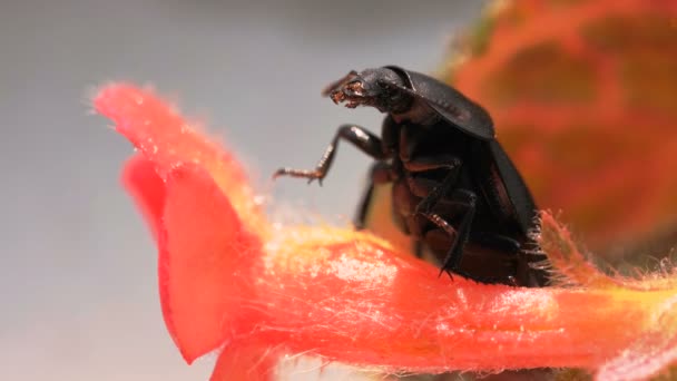 Insekt Dunkel Käfer Nahaufnahme Auf Einer Roten Blume Wackelt Antennen — Stockvideo