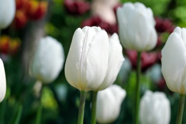 Bright white blooming spring flowers tulips brightly lit by the sun