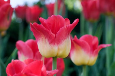 Parlak kırmızı açan bahar çiçekleri. laleler güneş tarafından parıl parıl aydınlatılıyor.